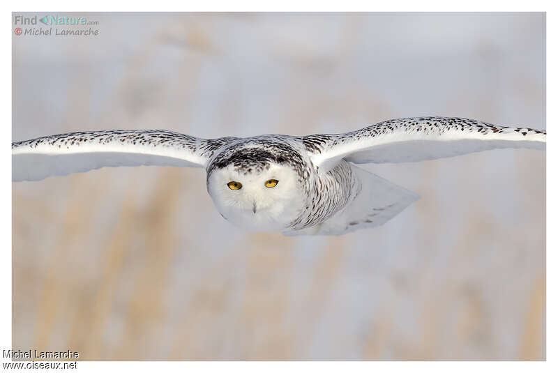 Snowy Owl, Flight