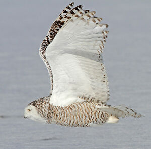 Harfang des neiges 
&copy; Michel Lamarche