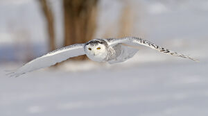 Harfang des neiges 
&copy; Michel Lamarche
