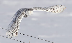 Harfang des neiges 
&copy; Michel Lamarche