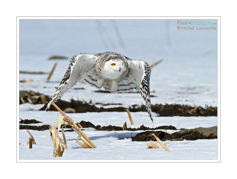 Snowy Owl, Flight
