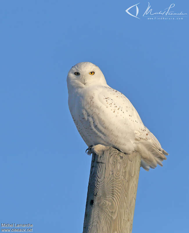 Snowy Owl male adult, identification