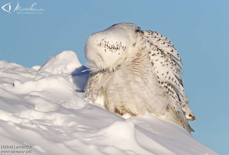 Snowy Owl, care, camouflage