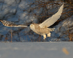 Harfang des neiges 
&copy; Michel Lamarche