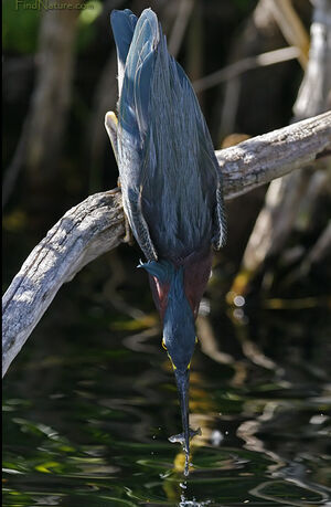 Green Heron 
&copy; Michel Lamarche