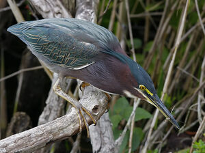 Green Heron 
&copy; Michel Lamarche