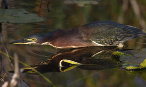 Green Heron 
&copy; Michel Lamarche