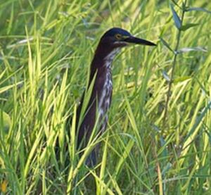 Green Heron 
&copy; Michel Lamarche