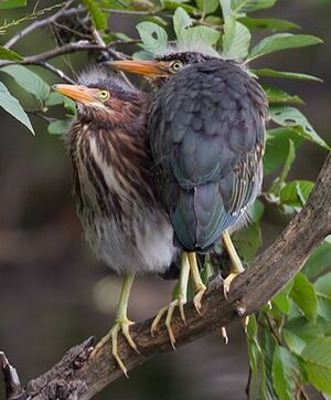 Green Heron 
&copy; Michel Lamarche