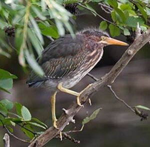 Green Heron 
&copy; Michel Lamarche