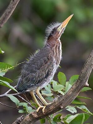 Green Heron 
&copy; Michel Lamarche