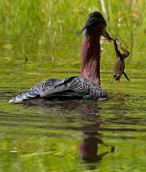 Green Heron 
&copy; Michel Lamarche