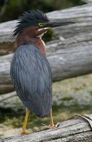 Green Heron 
&copy; Michel Lamarche