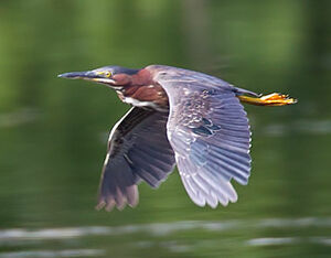 Green Heron 
&copy; Michel Lamarche