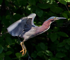 Green Heron 
&copy; Michel Lamarche