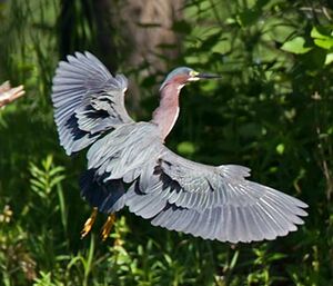 Green Heron 
&copy; Michel Lamarche