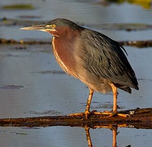 Green Heron 
&copy; Michel Lamarche