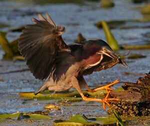 Green Heron 
&copy; Michel Lamarche