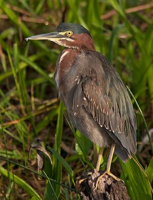 Green Heron 
&copy; Michel Lamarche