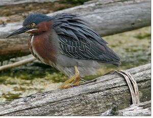 Green Heron 
&copy; Michel Lamarche