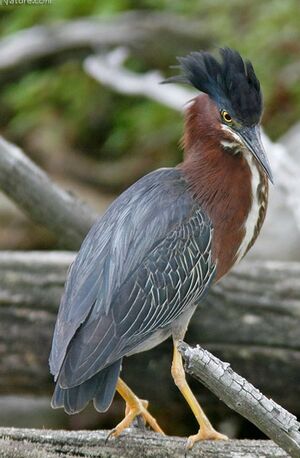 Green Heron 
&copy; Michel Lamarche