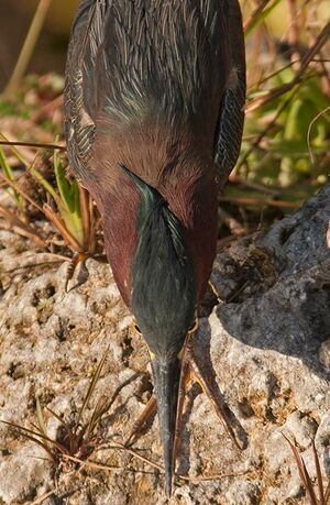 Green Heron 
&copy; Michel Lamarche