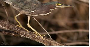 Green Heron 
&copy; Michel Lamarche