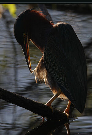 Green Heron 
&copy; Michel Lamarche