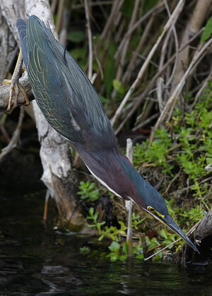 Green Heron 
&copy; Michel Lamarche