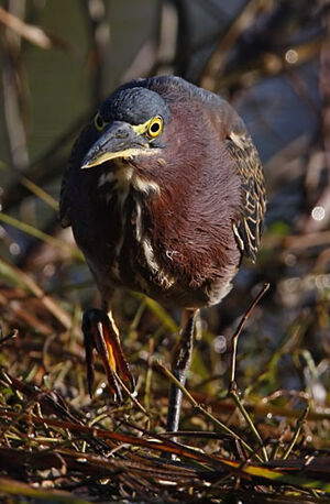 Green Heron 
&copy; Michel Lamarche