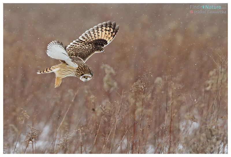 Short-eared Owl, Flight