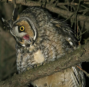 Hibou moyen-duc 
&copy; Michel Lamarche