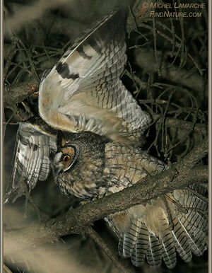 Hibou moyen-duc 
&copy; Michel Lamarche