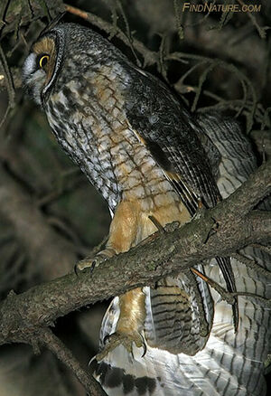 Hibou moyen-duc 
&copy; Michel Lamarche