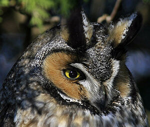 Hibou moyen-duc 
&copy; Michel Lamarche
