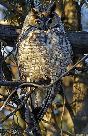 Hibou moyen-duc 
&copy; Michel Lamarche