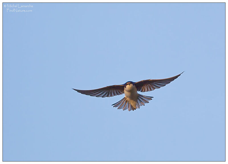 Tree Swallow male, Flight