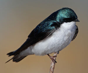 Hirondelle bicolore