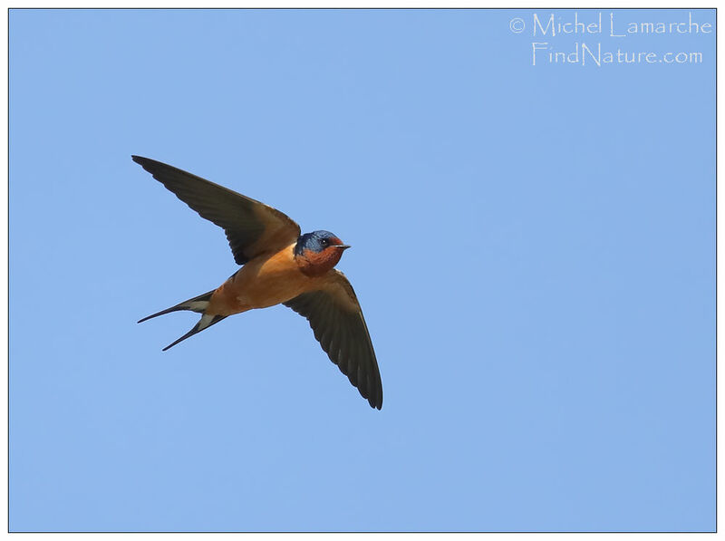 Barn Swallow male, Flight
