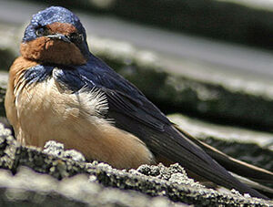 Barn Swallow