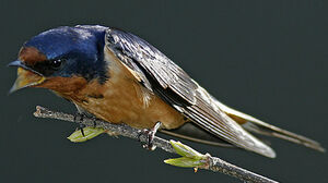 Barn Swallow