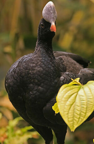 Helmeted Curassow