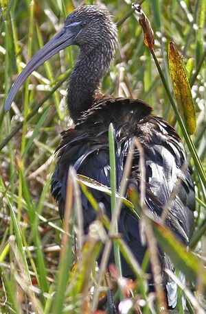 Ibis falcinelle
