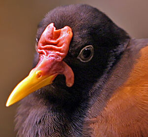 Wattled Jacana