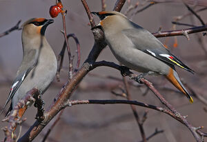 Bohemian Waxwing 
&copy; Michel Lamarche