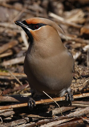 Bohemian Waxwing 
&copy; Michel Lamarche