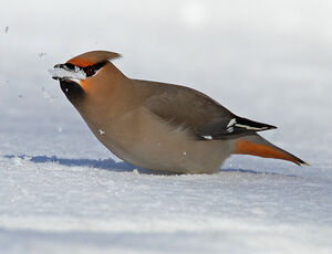 Bohemian Waxwing 
&copy; Michel Lamarche