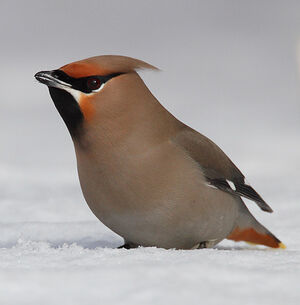Bohemian Waxwing 
&copy; Michel Lamarche