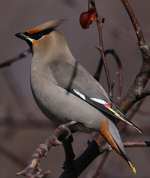 Bohemian Waxwing 
&copy; Michel Lamarche