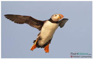 Atlantic Puffin